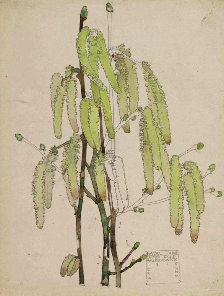 Hazel Tree Lambs Tails, Walberswick, 1915
